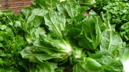 Banc de marché : laitue romaine. Bergerac, printemps 2016